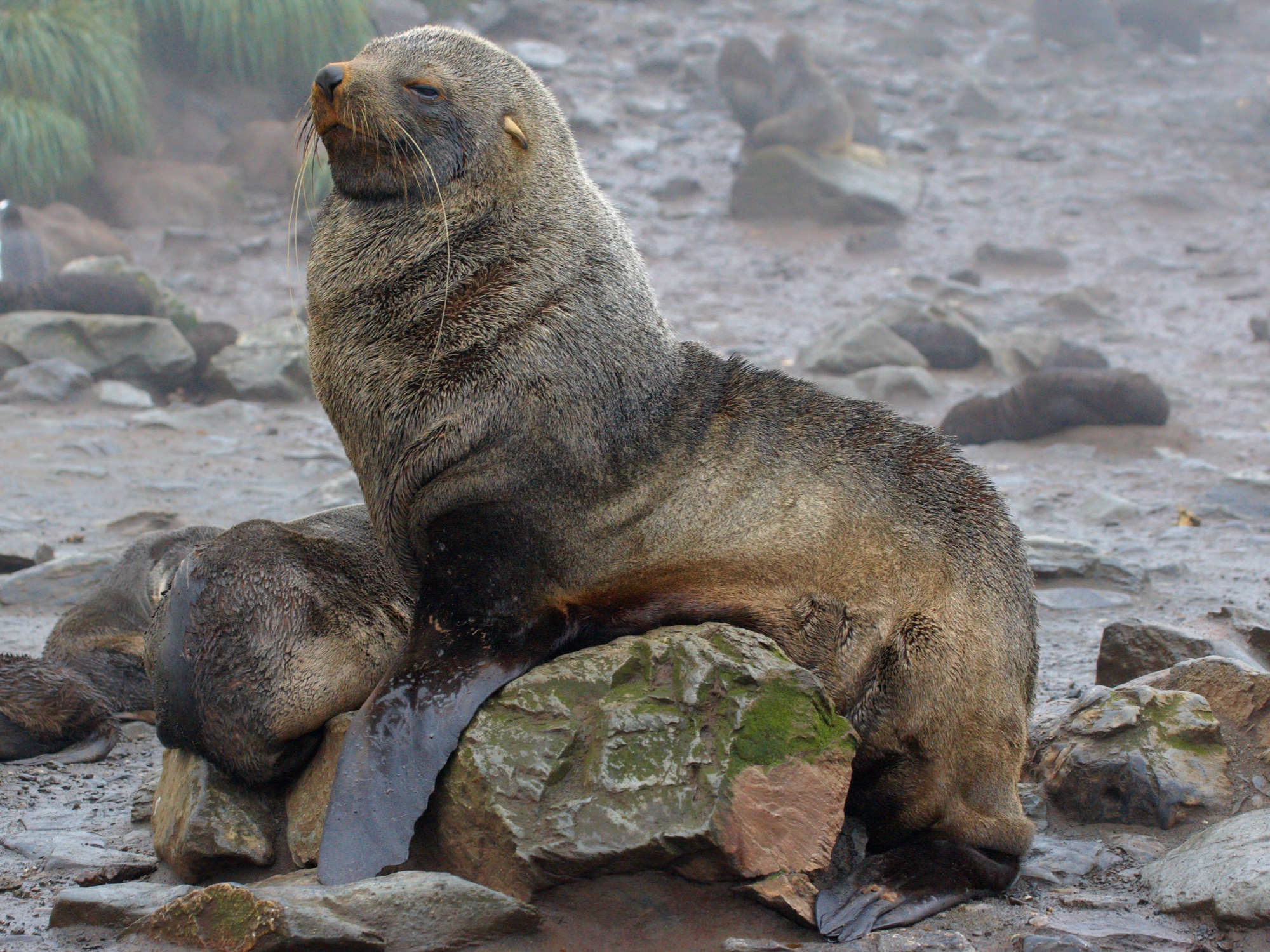 Seelöwe